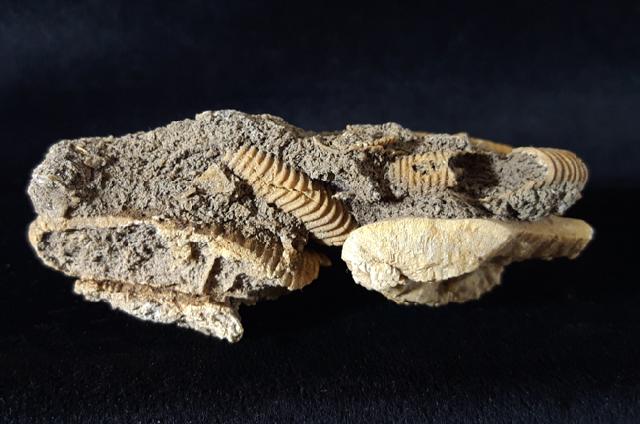 Dactylioceras athleticum (SIMPSON 1855) - Bild © FossNet FossilienStore